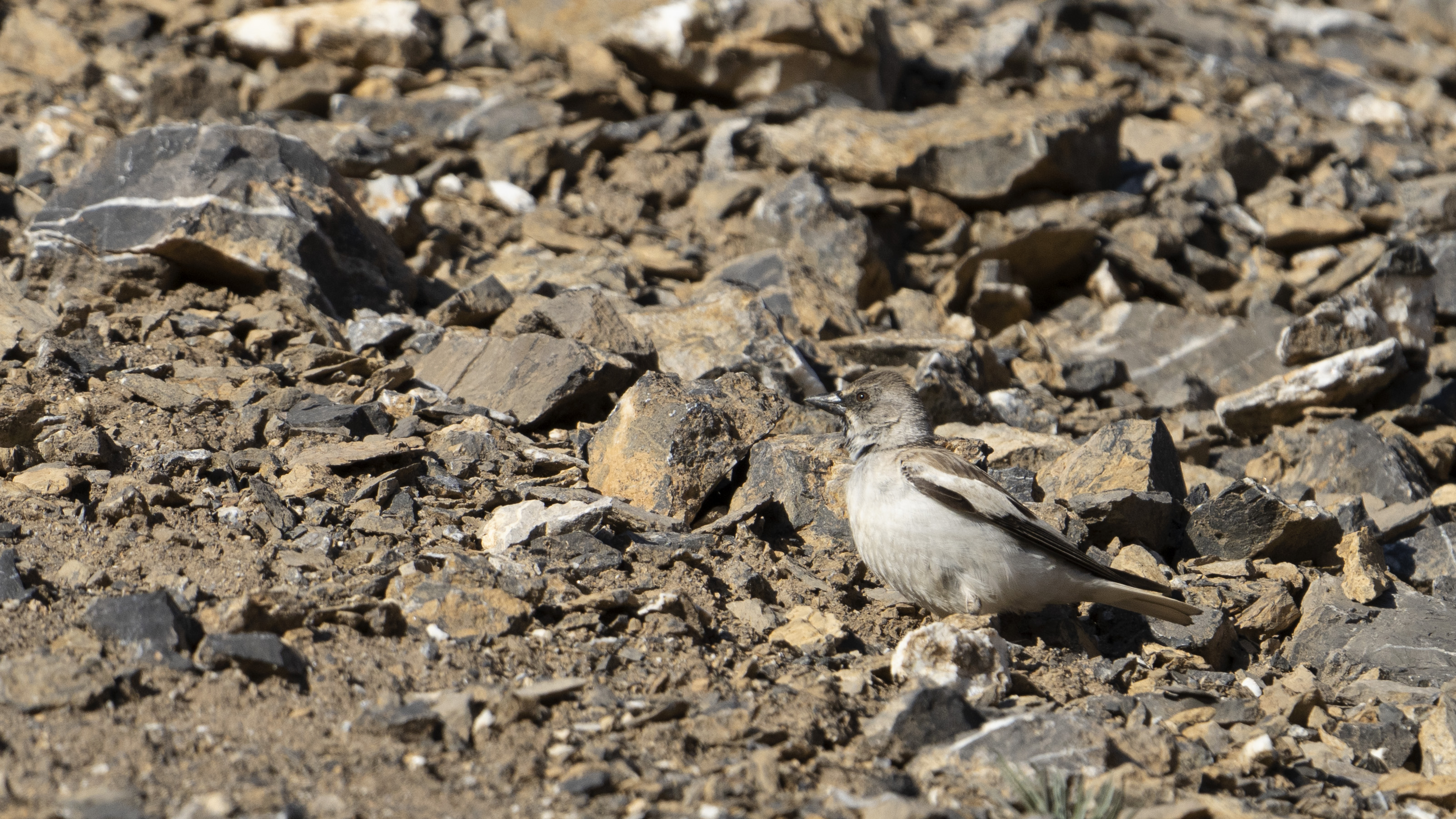 Rock Sparrow